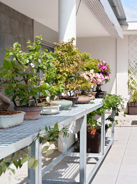 Variedad de plantas y bonsáis en estanterías al aire libre bajo luz solar.